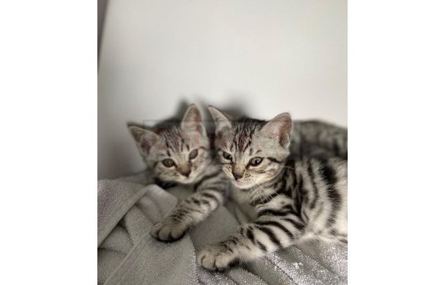 bengal kittens available