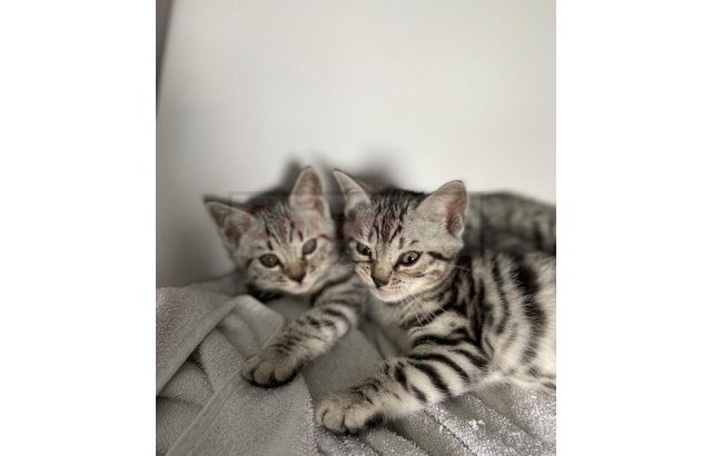 bengal kittens available