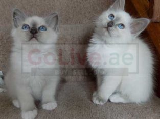 Gorgeous Birman Kittens