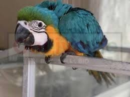Baby Blue and Gold Macaw Parrots on