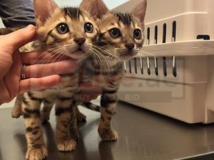 Male and Female Bengal kittens