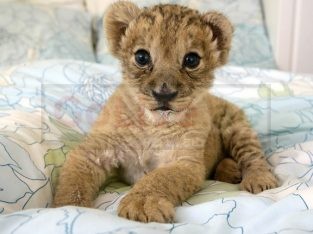 Cheetah Cubs, Lion Cubs and Tigers Cubs