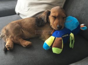 We got 2 adorable Dachshund puppy available
