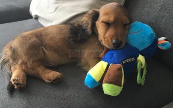 We got 2 adorable Dachshund puppy available