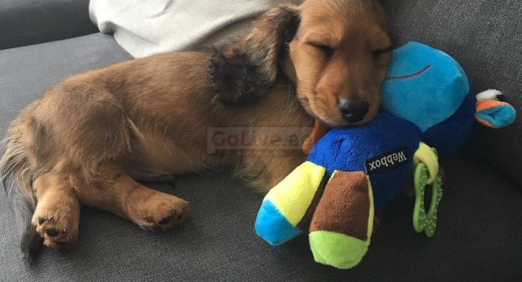 We got 2 adorable Dachshund puppy available