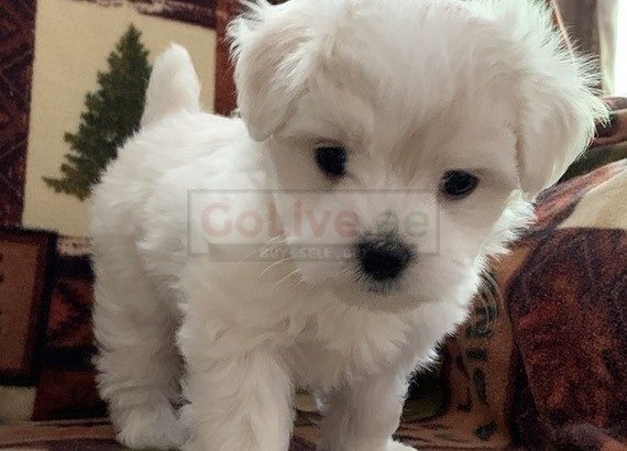 Male and female Maltese puppy