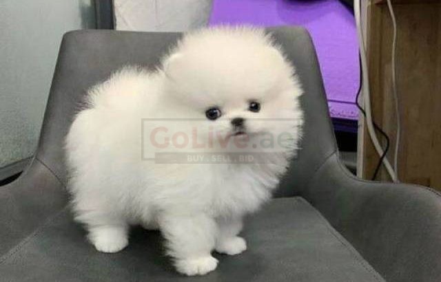 Pomeranian Puppies Ready for New Homes