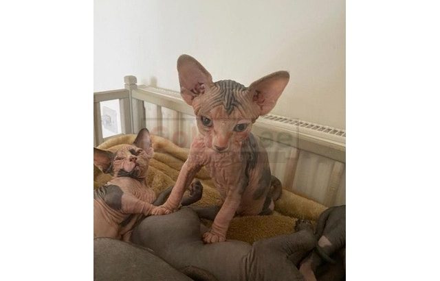 Sphynx kittens
