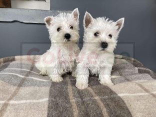 West Highland White Puppies