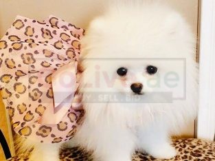 Awesome Teacup pomeranian puppies ready now
