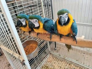 Precious African Grey Parrots for sale
