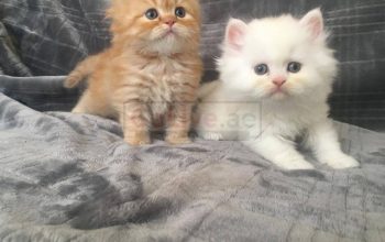 Adorable kittens looking for a good and caring home.