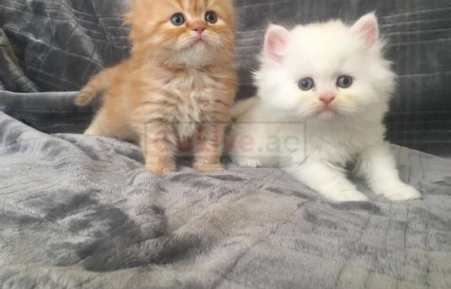 Adorable kittens looking for a good and caring home.