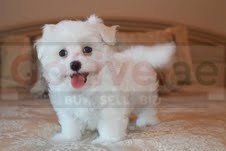 Maltese Puppies for Rehoming
