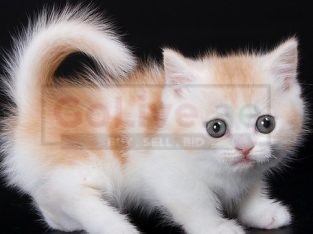 Precious Munchkin Kittens