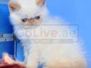 Exotic Persian Kittens Male and Female