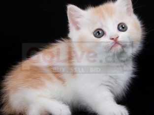 Cute Munchkin Kitten