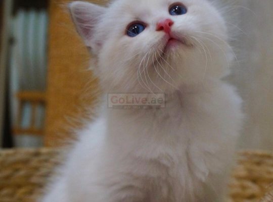 Beautiful Ragdoll kittens available