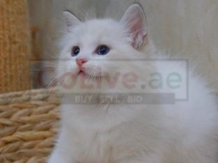 Beautiful Ragdoll kittens available