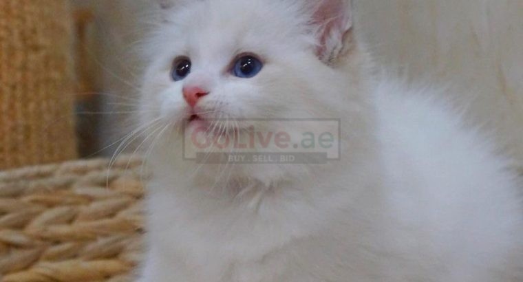 Beautiful Ragdoll kittens available