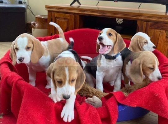 Beagle puppies