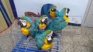 Baby Blue and Gold Macaw Parrots for New Homes