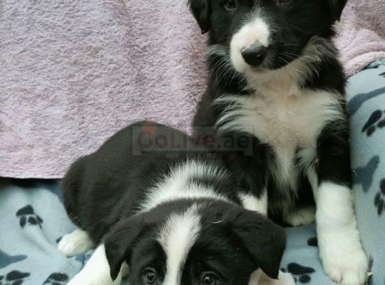 Border Collie puppies