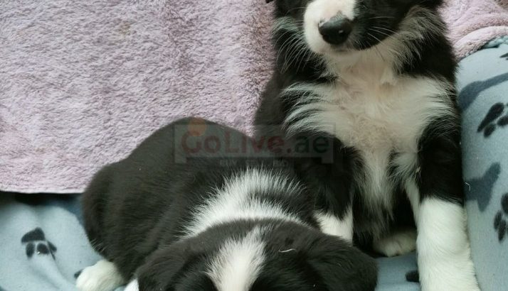 Border Collie puppies