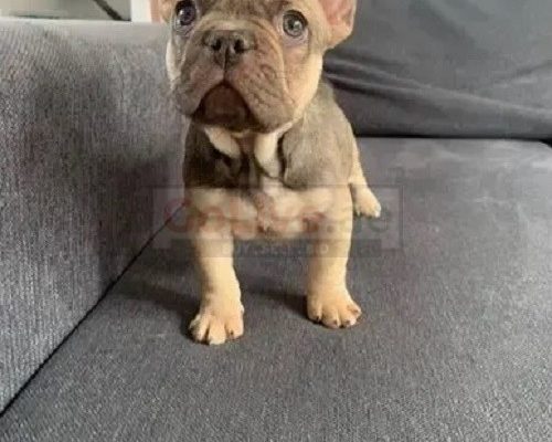 French bulldog puppies