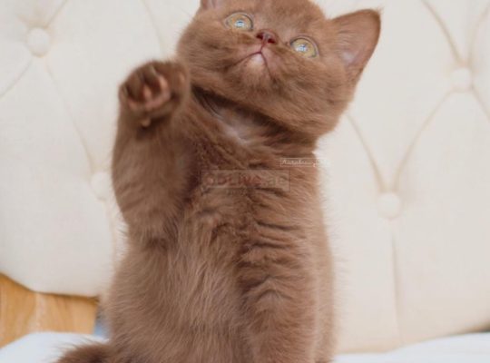 British shorthair kittens