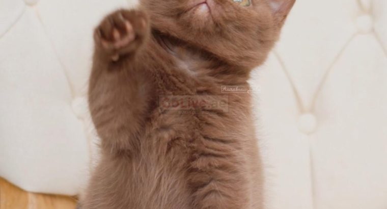 British shorthair kittens