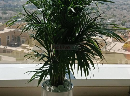 Indoor Plants