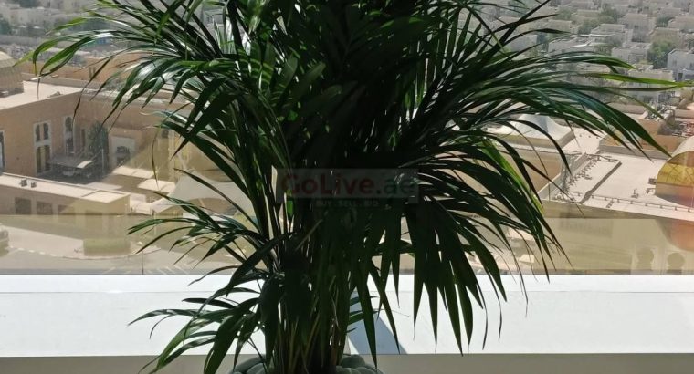 Indoor Plants
