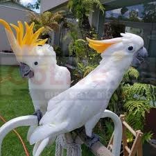 Young Sulphur crested cockatoo pair for rehoming