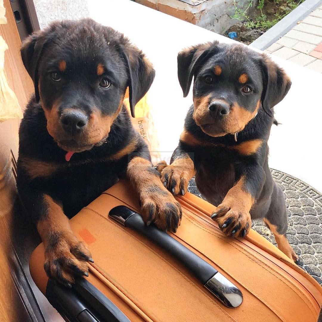 Rottweiler Puppies For Adoption – UAE Classifieds