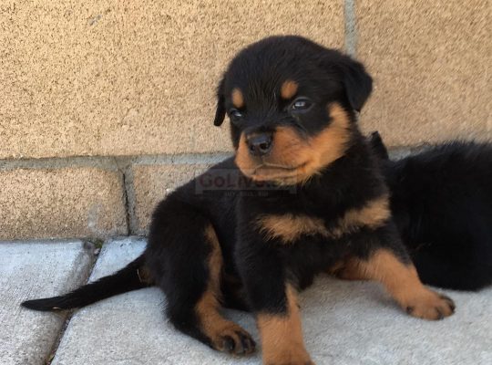 Rottweiler Puppies For Adoption