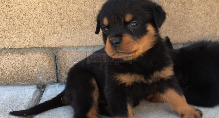 Rottweiler Puppies For Adoption