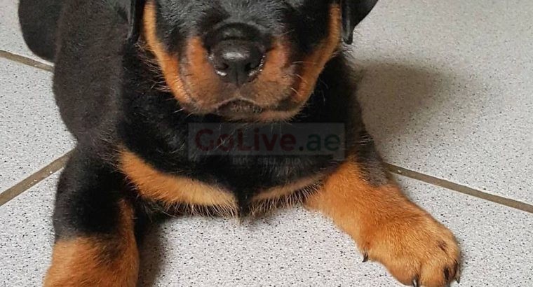 Rottweiler Puppies For Adoption