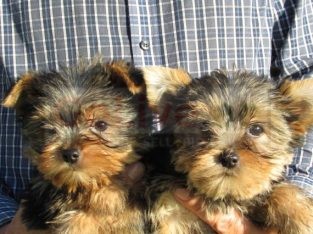 CHARMY YORKIE PUPPIES FOR ADOPTION