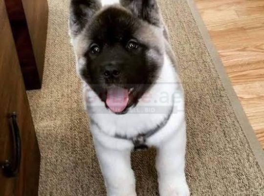 Akita puppies