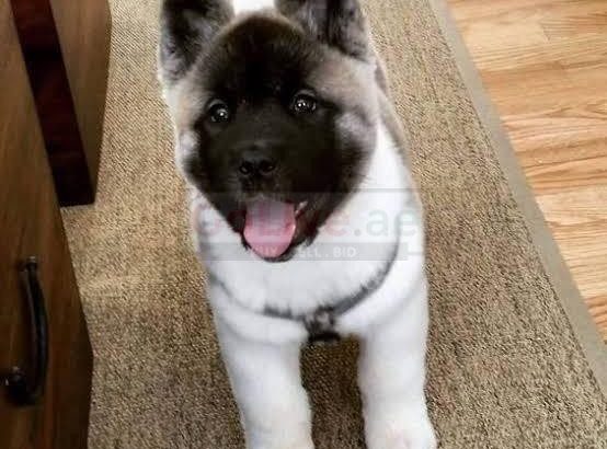 Akita puppies