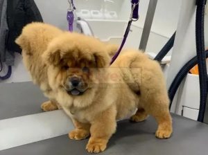 Chow Chow Puppies available