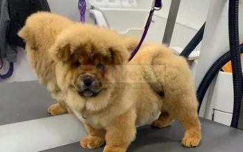 Chow Chow Puppies available