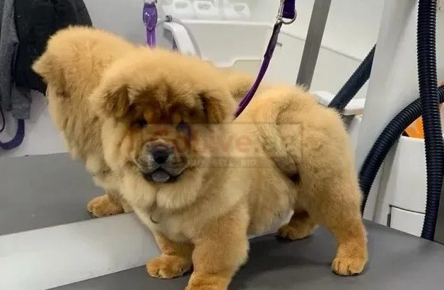 Chow Chow Puppies available