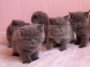 kittens for adoption now