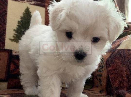 Male and Female Maltese puppies