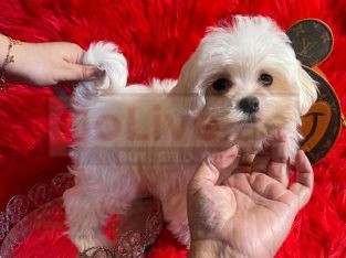 Maltese puppies available Male and Female