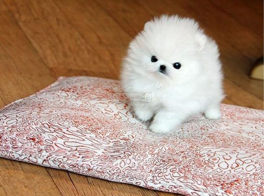 pomeranian puppies available