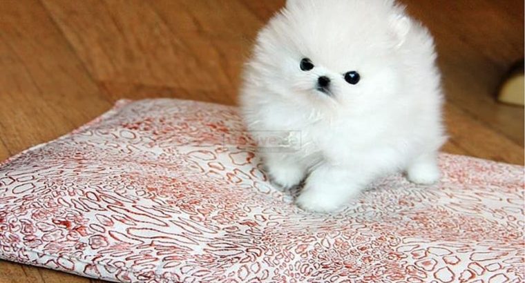 pomeranian puppies available