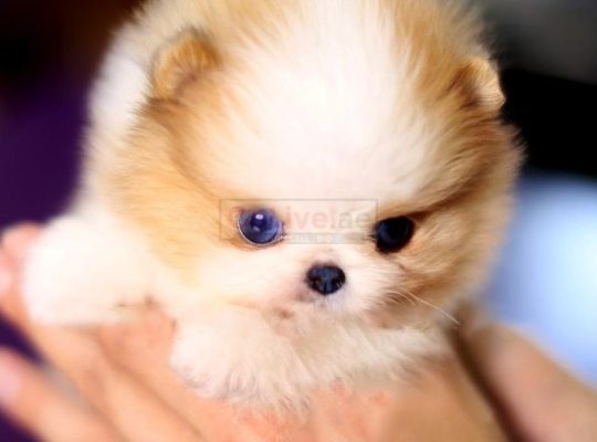 Pomeranian puppies for adoption